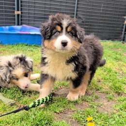 Quinn4Boy5- BTM,LONG,AKC,OFAs,Genetics - Black tri-color male Australian Shepherd puppy in South Hill, Virginia from Silverside Aussies LLC