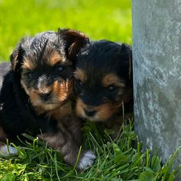 Yorkshire Terriers from Bolon Yorkie Co.