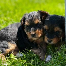 Yorkshire Terriers from Bolon Yorkie Co.
