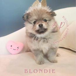 Blondie - Cream sable female Pomeranian puppy in Saint Charles, Missouri from Heartland Shepherds