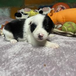 Asa - Black and white female Border Collie puppy in Aledo, Illinois from Claycreek Ranch