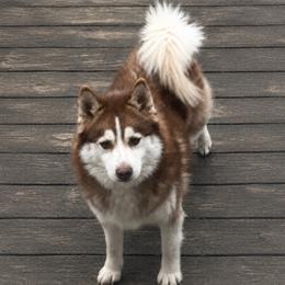 Keaton - Pomsky