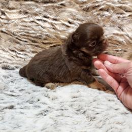 Choc. And tan, white markings 1 - Chocolate and tan male Chihuahua puppy in Richmond, Virginia from Breens