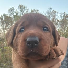 Girl 2 - Yellow female Labrador Retriever puppy in Wardensville, West Virginia from Sager’s Labrador Puppies