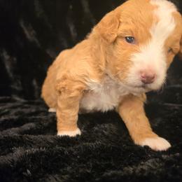 Light pink - Apricot female Goldendoodle puppy in Grovetown, Georgia from Snug-a-Doodles