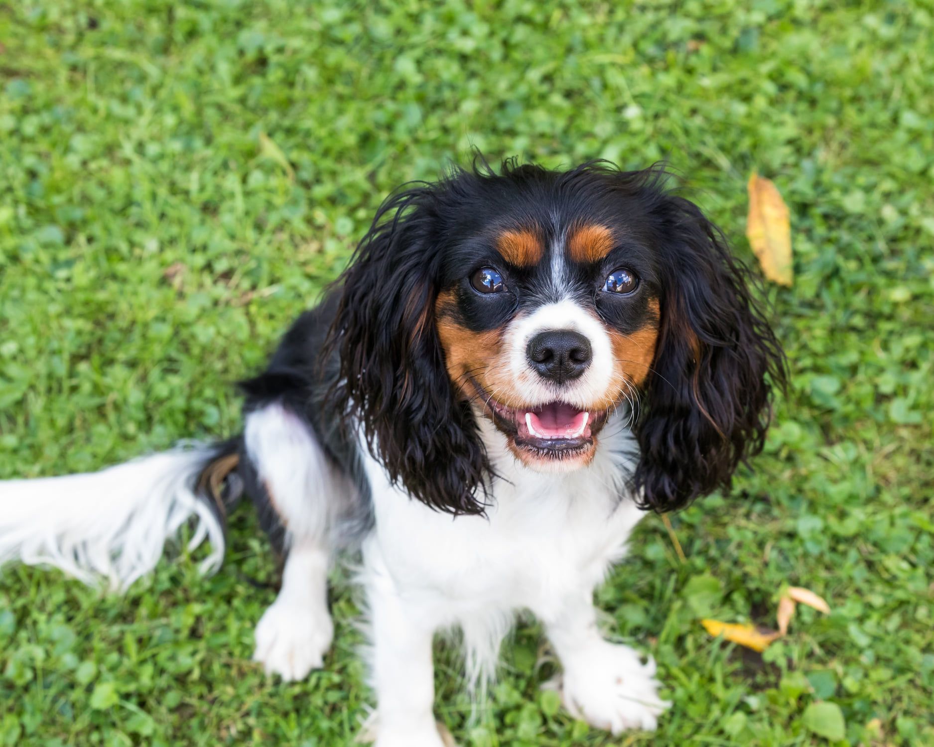 Taliaferro Kennel in Ohio Cavalier King Charles Spaniel, Cavapoo