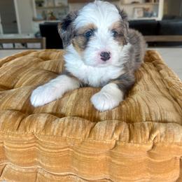Yellow - Blue merle male Bernedoodle puppy in Indiahoma, Oklahoma from Farm Fresh Doodles