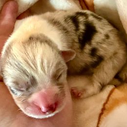 Boy 1 - Blue merle and white male Cardigan Welsh Corgi puppy in Thornton, New Hampshire from Dinger’s Dogs