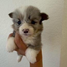 Full fluffy Edie - Blue merle and white female American Corgi puppy in Decatur, Texas from Bar S Corgis