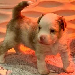 Mighty Mac - Red merle male Miniature American Shepherd puppy in Rockford, Illinois from Andover Aussies