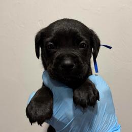 Male 1 - Black male Cane Corso puppy in Cashion, Oklahoma from APEXOK Cane Corsos LLC