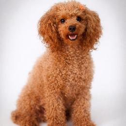 Remi - Poodle