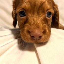 Boy - Red male Dachshund puppy in Massies Mill, Virginia from Pigeon Hill Dachshunds