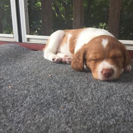 Brittany and Vizsla Puppies from Dzika Place Kennels