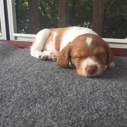 Brittany and Vizsla Puppies from Dzika Place Kennels