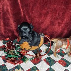 Havana Silk Dog Puppies from Joyful Heart Silks