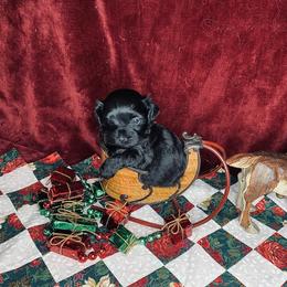 Havana Silk Dog Puppies from Joyful Heart Silks