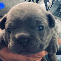 French Bulldog Puppies from Fur Baby Farms
