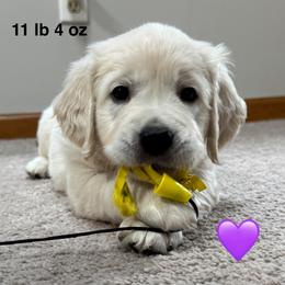 Girl 2 - Light golden female Golden Retriever puppy in Clyde, Michigan from Shady Creek Goldens