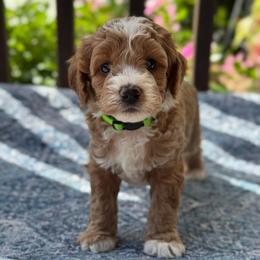 Shania - Red  female Goldendoodle puppy in Wharton, Texas from Little Fur Friends