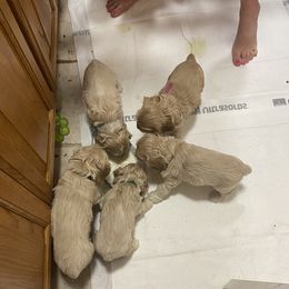Cocker Spaniel Puppies from Thomas’ Cocker Spaniel Co.
