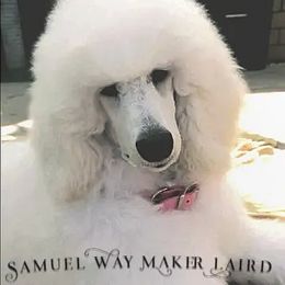 Australian Labradoodles, Labrador Retrievers, and Poodles from Laird Farms