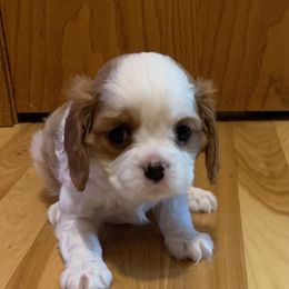 Cavalier King Charles Spaniel Puppies from C.H. Cavaliers