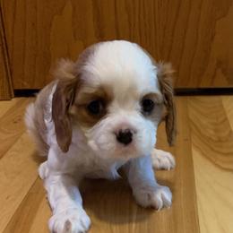 Cavalier King Charles Spaniel Puppies from C.H. Cavaliers