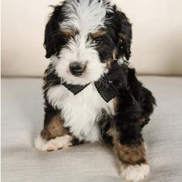 'Tater' Black Collar Male - Tri-color male Bernedoodle puppy in Kamas, Utah from A + E Farms