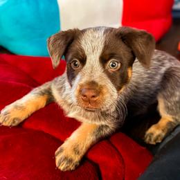 DOVE, Pick of the litter 3850 - Red speckled female Australian Cattle Dog puppy in Kalispell, Montana from BTR Australian Cattle Dogs