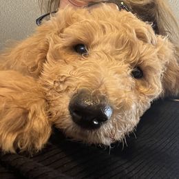 Poodle Puppies from Desert Horizon poodles