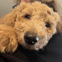 Poodle Puppies from Desert Horizon poodles