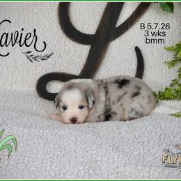 Xavier - Red merle male Miniature Australian Shepherd puppy in Madisonville, Texas from Flying LL Aussies
