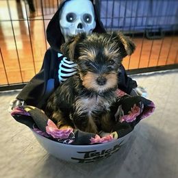 Yorkshire Terrier Puppies from Kathryn's Yorkies