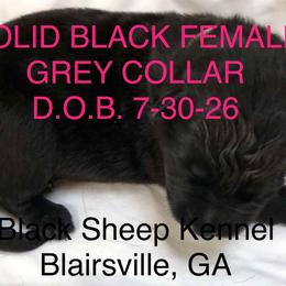 Ruby - Black female German Shepherd puppy in Blairsville, Georgia from Black Sheep German Shepherds