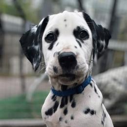 Crystal - White and black Dalmatian puppy in Jacksonville, Florida from Sunrise Dalmatians 🌄