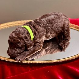 Comet - Chocolate male Labradoodle puppy in Candler, North Carolina from Maple Bakin’ Doodles