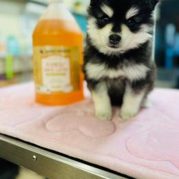 Huey - Black and white male Pomsky puppy in Yavapai County, Arizona from Pawsh Pomskies