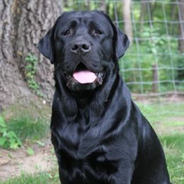 Morris - Labrador Retriever