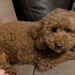 Zahra - Red  female Poodle puppy in Willow Spring, North Carolina from Sweet Dream Poodles