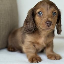 Porter - Dapple male Dachshund puppy in Bentonville, Arkansas from Boujee Buns Dachshunds