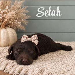 Selah - Chocolate female Goldendoodle puppy in Charlotte, North Carolina from Hopeful Heart Doodles