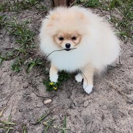 Pomeranian Puppies from Triple P Babies/Pampered Pom Pom babies