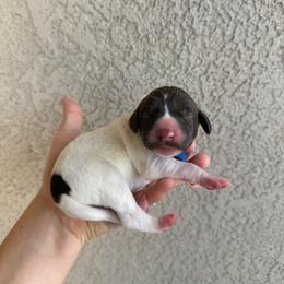 Blue boy - Liver and white male German Shorthaired Pointer puppy in Escalon, California from Valley Pointers