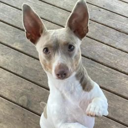 Teddy Roosevelt Terriers from Jeanius Kennel