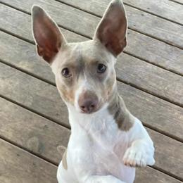 Teddy Roosevelt Terriers from Jeanius Kennel