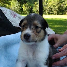 Boy 6 - Sable and white male Collie puppy in Silsbee, Texas from Jeanah's Pups