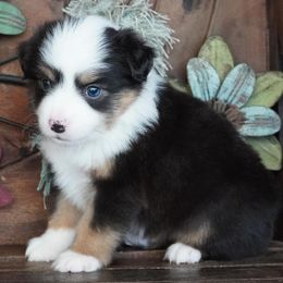 Black Tri Female Most White - Black tri female Miniature Australian Shepherd puppy in Lawton, Oklahoma from Lindsey’s Aussies