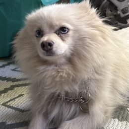 Nova - Pomsky