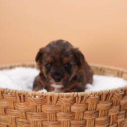 Fall (Orange Collar) - Parti female Yorkshire Terrier puppy in Las Vegas, Nevada from Plush Toy Poodle Puppies & Pals